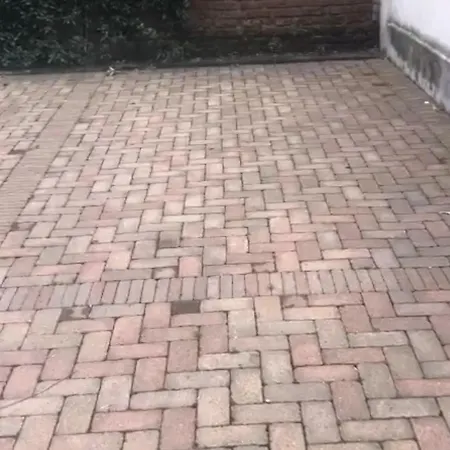 Gatto Bianco Mia 밀라노